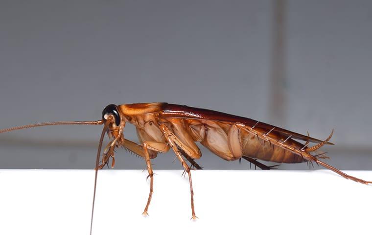 Cockroach inside Vancouver wa home