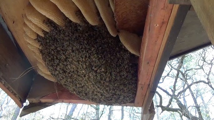 Honey bee infestation vancouver wa