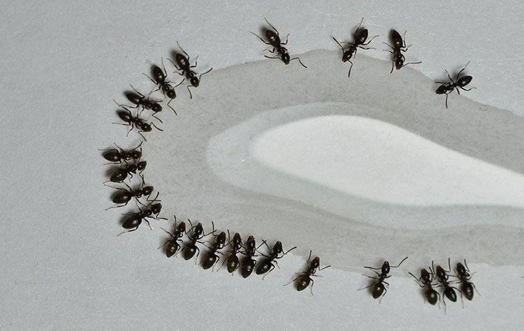 Moisture ant infestation vancouver wa