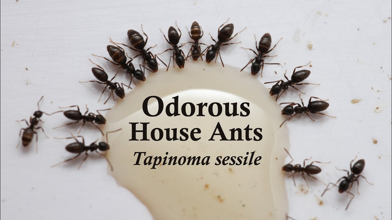 Odorous House ant infestation vancouver wa