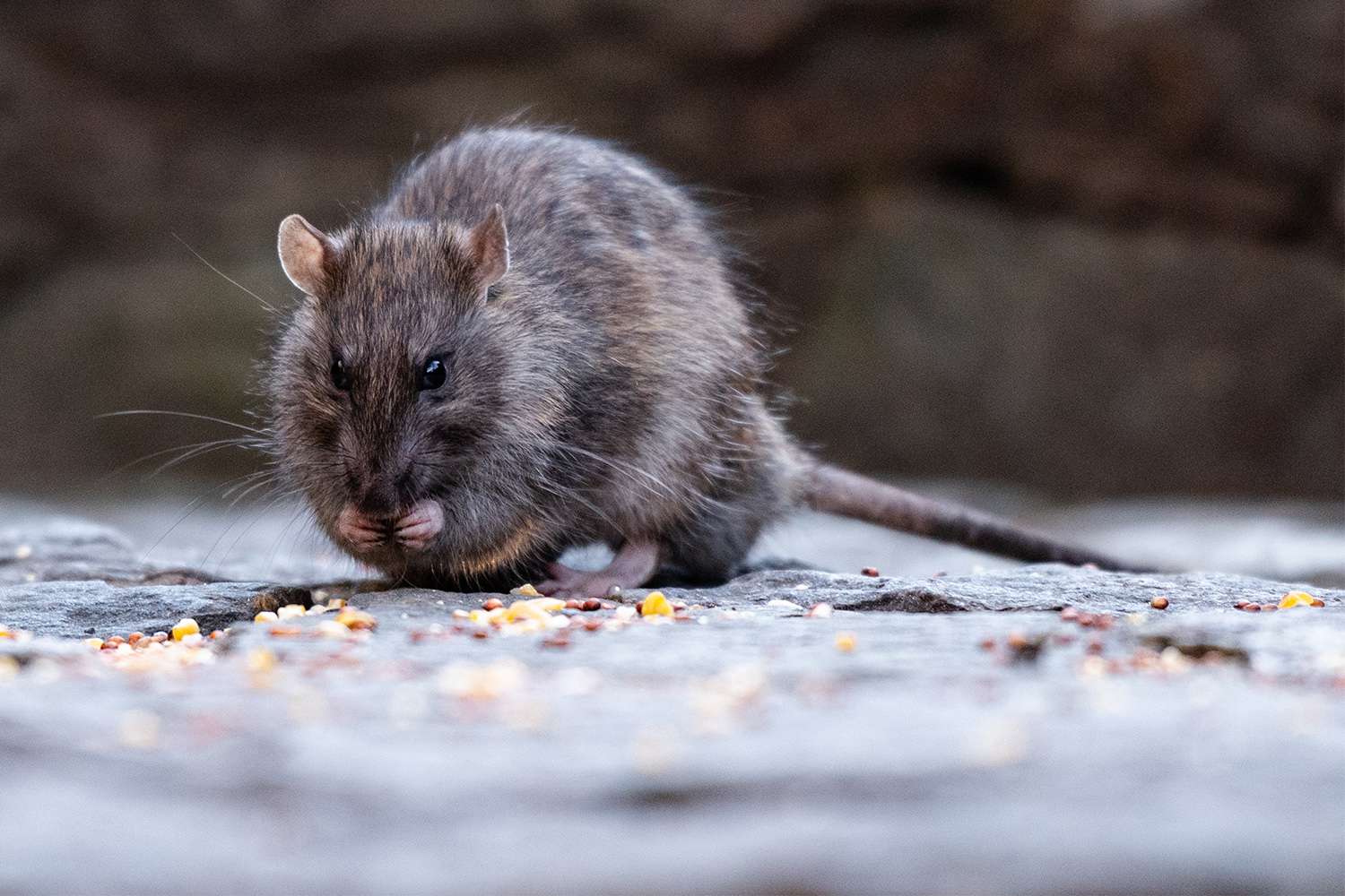 Rat infestation in vancouver wa