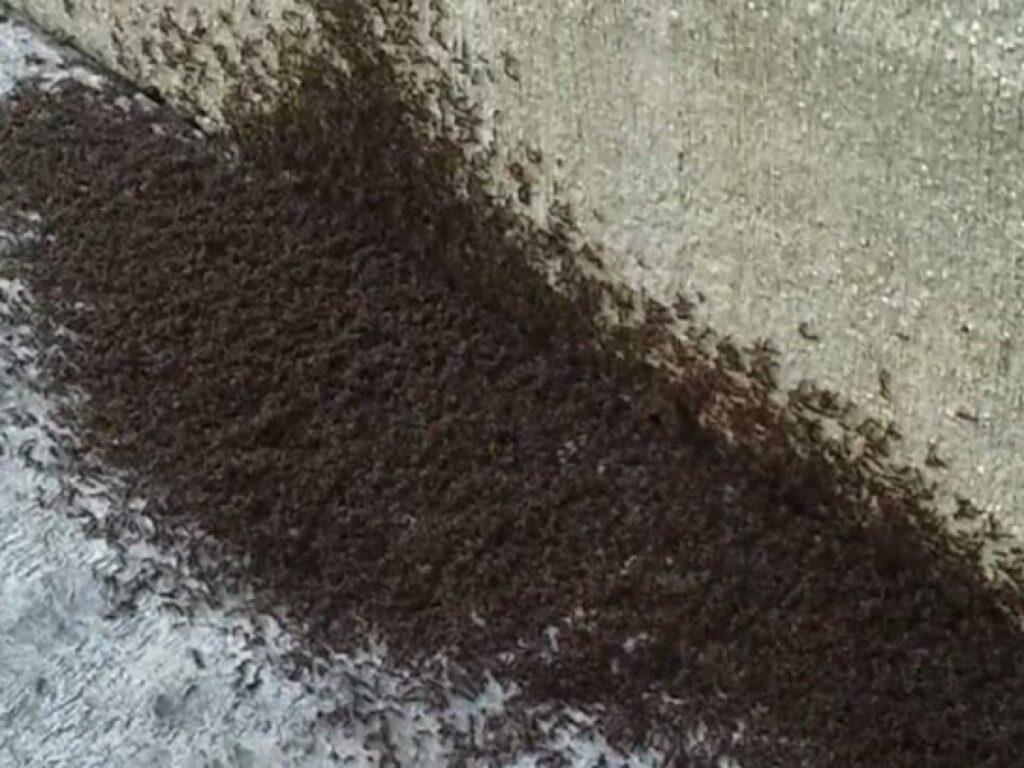 Ant infestation in Vancouver WA