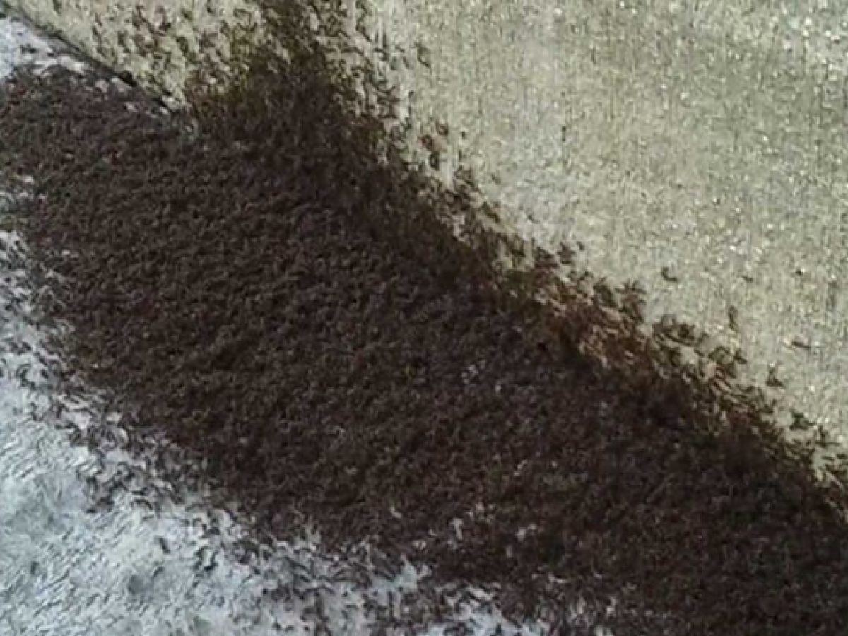 Ant Infestations: Putting an End to Unwanted Intruders with New Day Pest Control