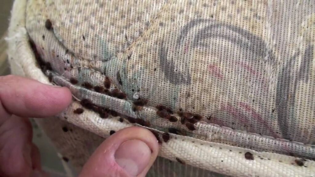 Bed Bug Infestation in Vancouver WA