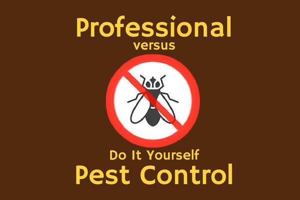 Why DIY Pest Control Can Be Dangerous