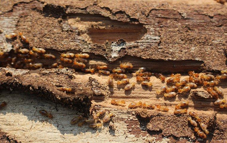 Termite Troubles: Safeguarding Your Home with New Day Pest Control