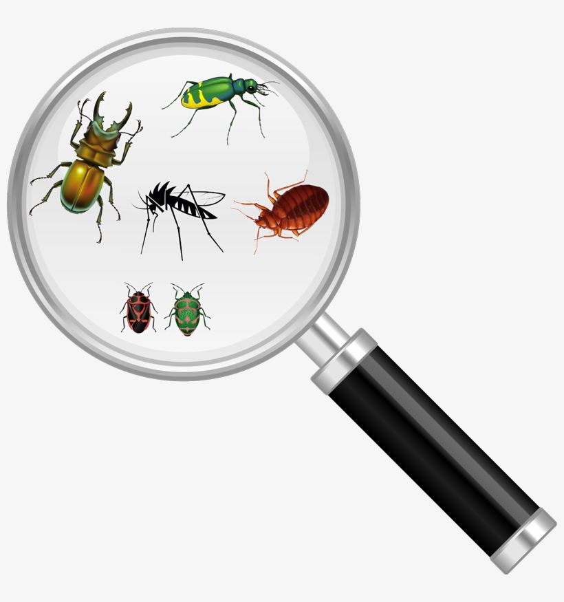Identifying Common Pests in Vancouver, WA: A Comprehensive Guide