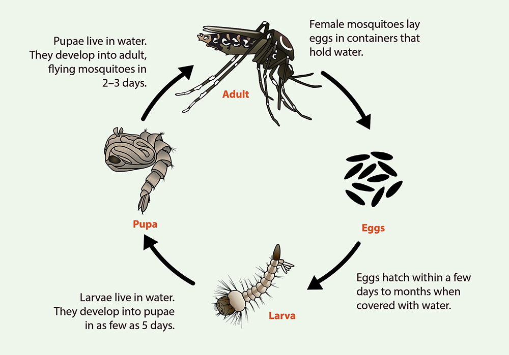 The Lifecycle of Pests: Understanding Their Behavior for Effective Control