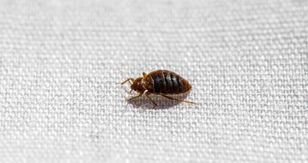 bed bug in western washington