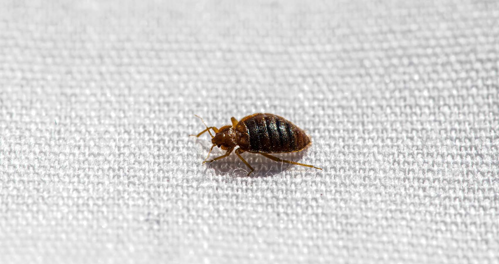 Bed Bugs 101: Identification, Prevention, and Eradication