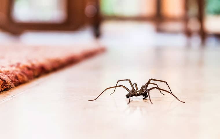 Spiders in the House: Friend or Foe? How to Manage Them