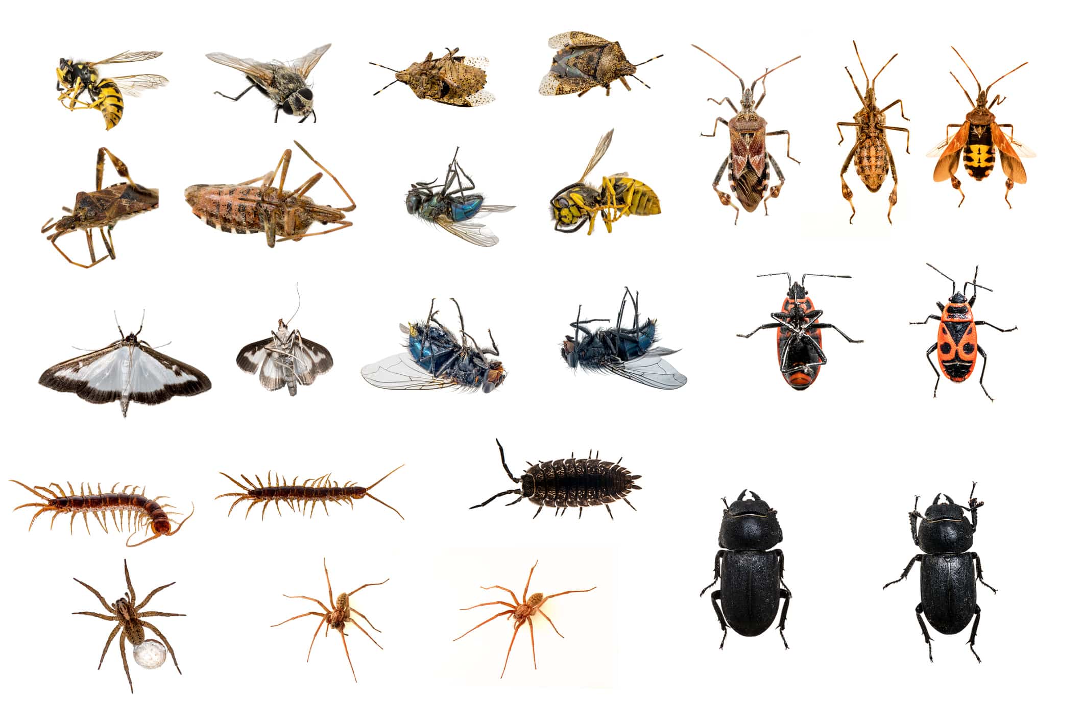 A Comprehensive List of House Pests in Southwest Washington