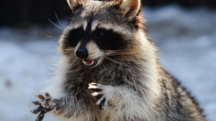 Raccoon Prevention and Removal: