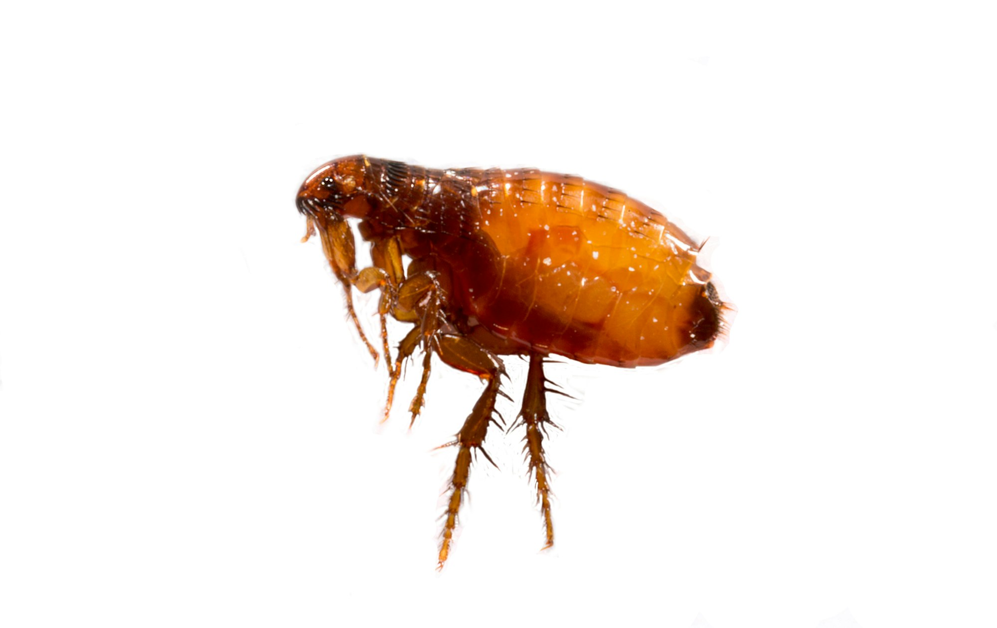 Dealing with Flea Infestations: Insights and Solutions