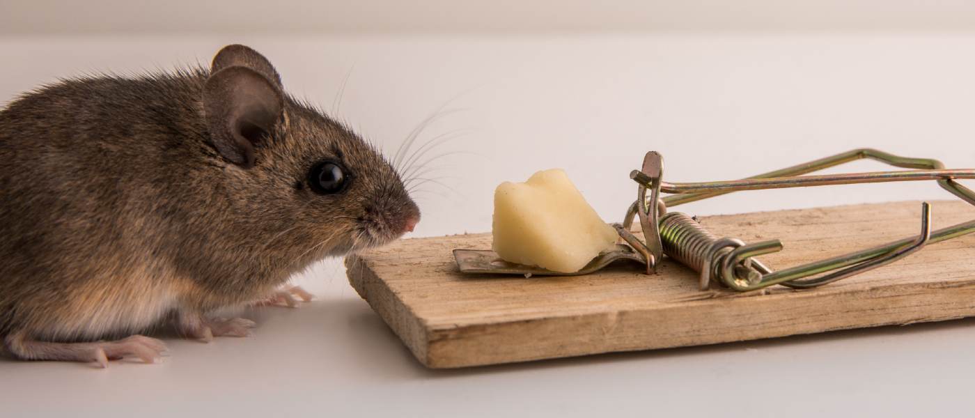 Common Myths About Pest Control Debunked