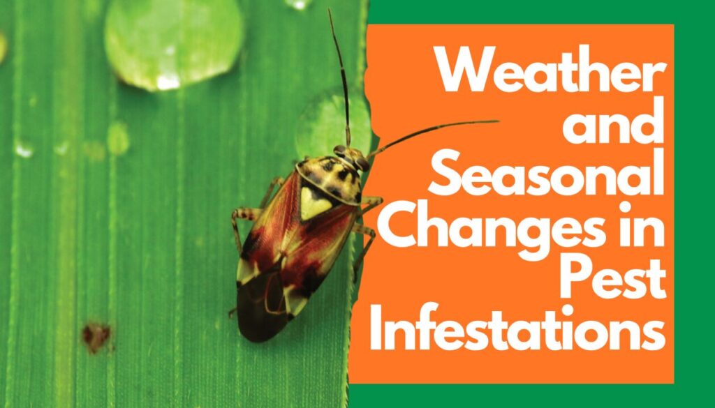 seasonal pest activity in vancouver wa