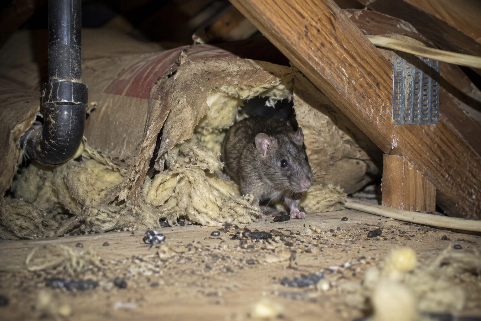 The Dangers of Rodents in Crawlspaces and Attics