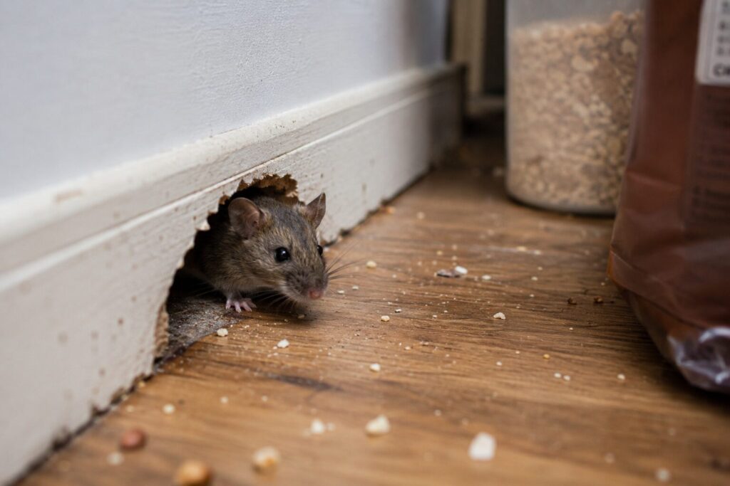 Curious mouse in pantry corner in vancouver wa

